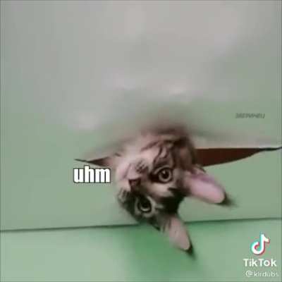 Cat pest control removal