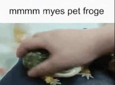 pet froge
