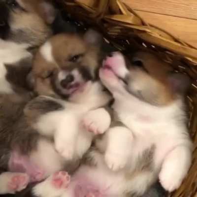The most delicious nose