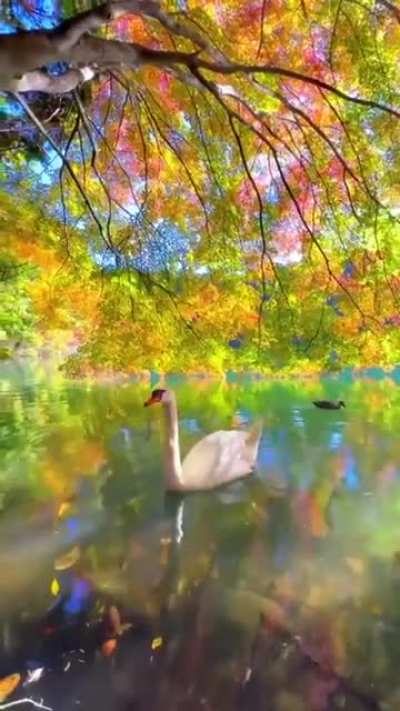Meanwhile somewhere in paradise 🦢