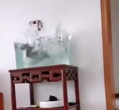To jump on the table