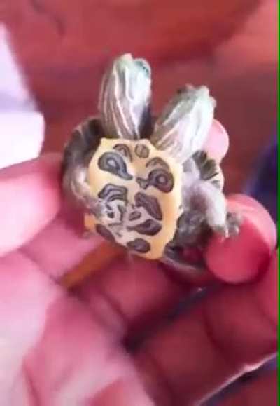 🔥 This Two-Headed Turtle 🔥