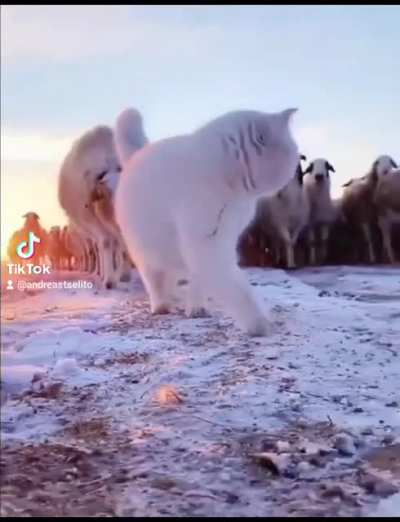 Sheppurrrd