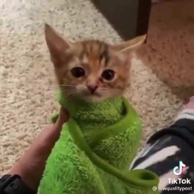 Kitten suddenly realises it’s destiny