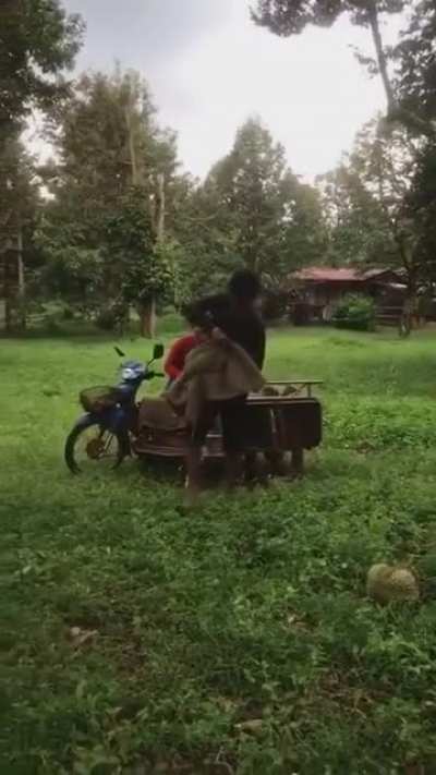 Catching a durian