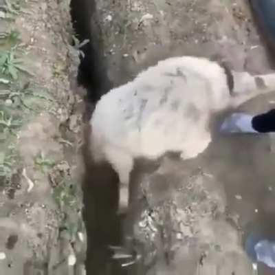 How to save a stuck sheep easily