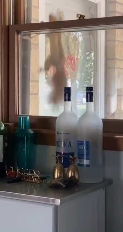 Squirrel Wants to Come In