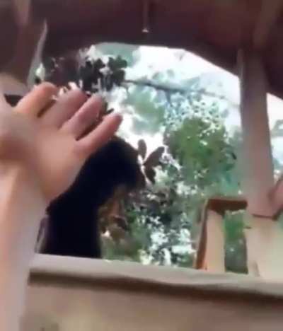 Man's best friend is monke