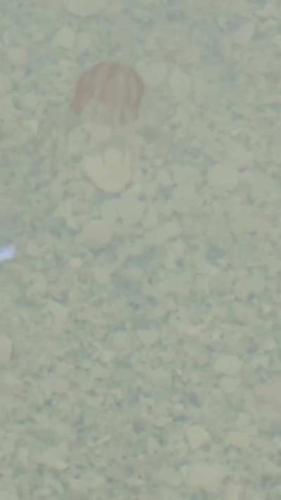 Does anyone know what type of little Jelly this is? 