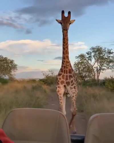 Getting chased by an angry giraffe while on a safari in South Africa