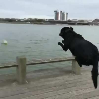 This dog ain't having no puppies
