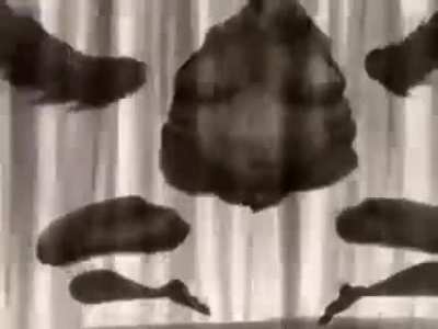 cursed_raven