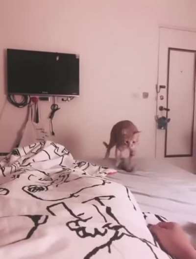 Breakfast in bed