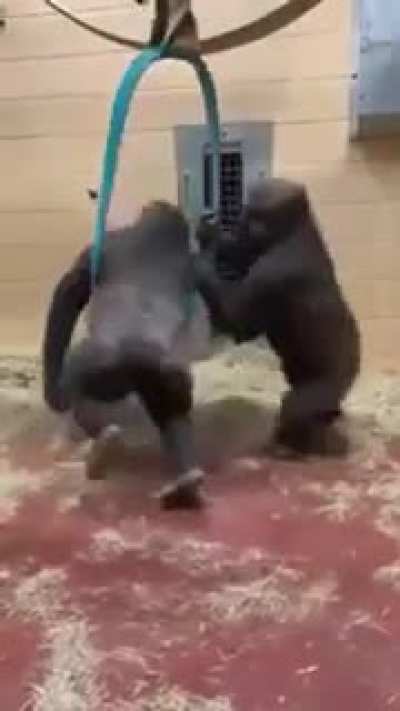 Happy Monke Day!!!