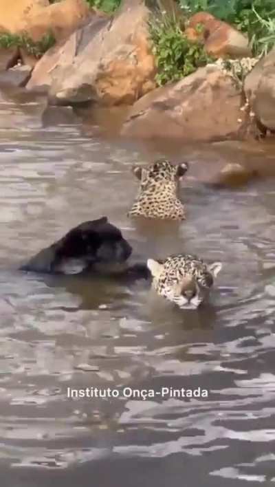 BigCatGifs