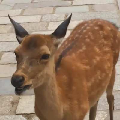 Deer