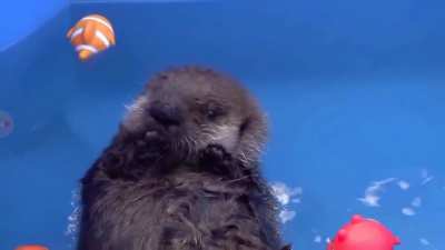 Baby Joey is not sure he likes water yet (Meeper from Vancouver Aquarium)