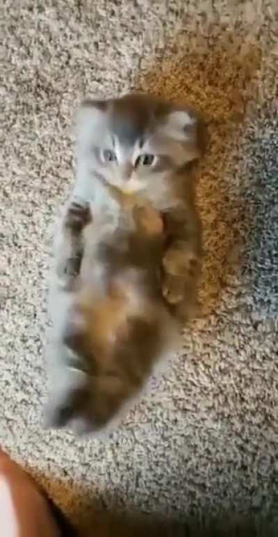 i demand more pets