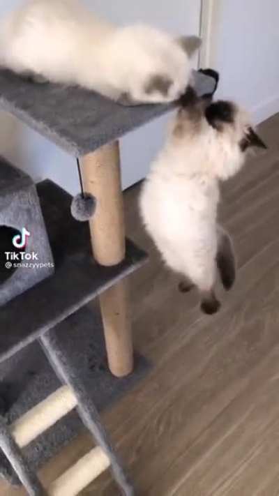 Lion king at home