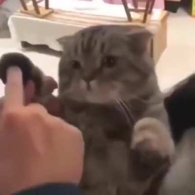 Cat paw phone
