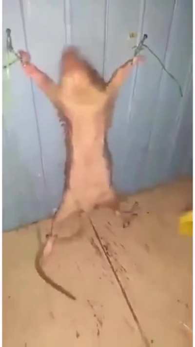 Cursed_rat