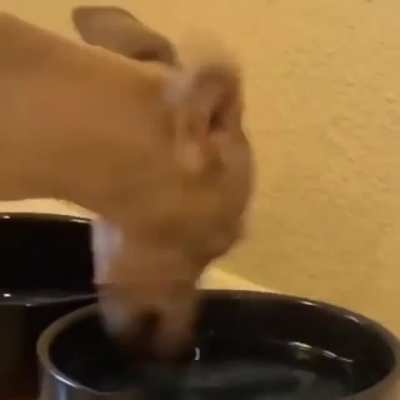 I'd love to see how he eats...