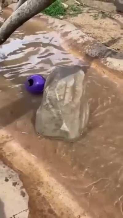 Secret Otter
