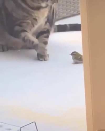 Cat listens to the owner and doesn't try to eat the bird anymore