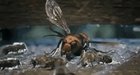 Instant Karma Bee style