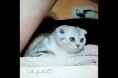 (NSFW) Poor Kitty