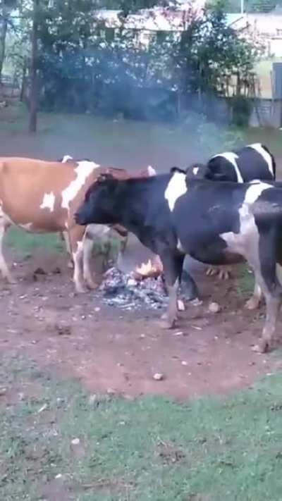 Frio