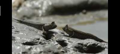Mudskipper guarding they're territory be like—