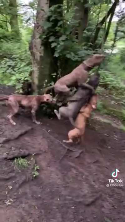 Dogs doing a little workout in the woods.