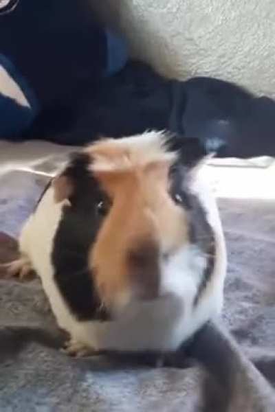 Hamster