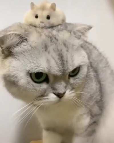 He’s resigned to his fate.