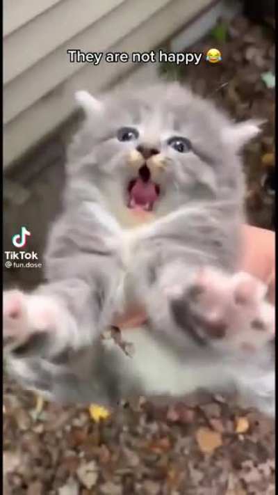 Cet