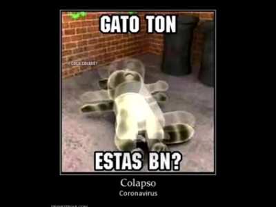 gato ton no es bueno