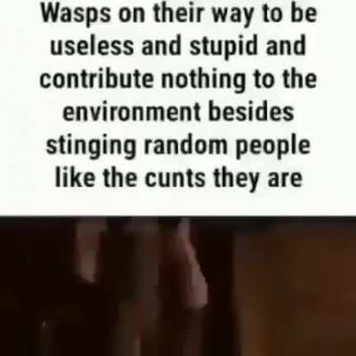 Wasps suck