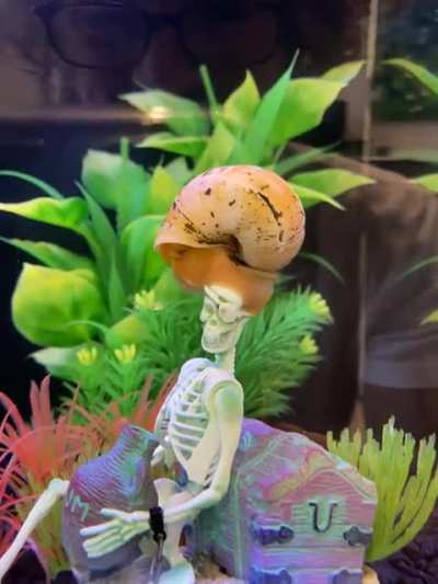My Fish Tank: Skeleton Verse Mystery Snail