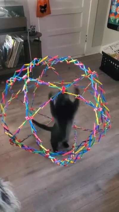 u_Total_Trash_Panda