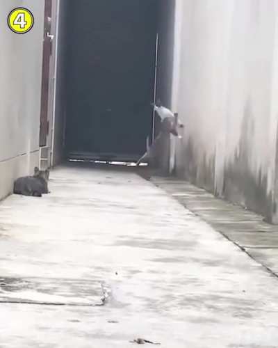Untouchable Cat