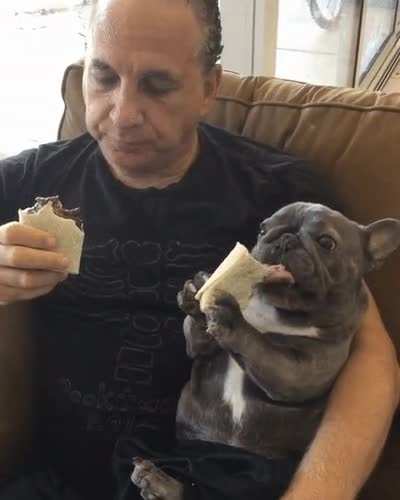 The Gorlonian Empire was apprehensive about joining with the Allied Federation, however after both the Human Ambassador and Gorlonian Emperor sat down and enjoyed the human food 