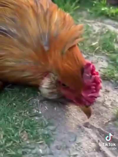 Hypnotized Rooster