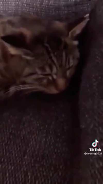 Cat singing