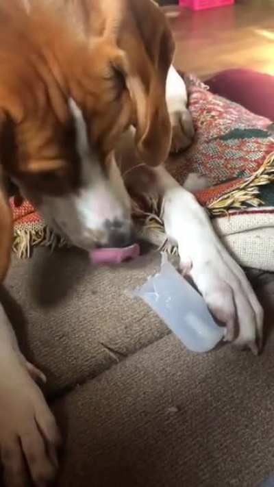 Dog playing the flute