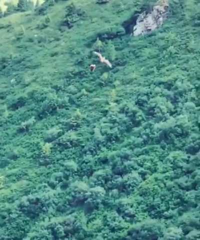 Raptor drops prey mid-flight, manages to loop back down and catch it.