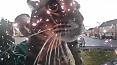 Meow
