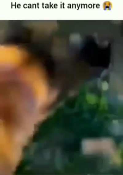 aaaauuuuuuuuuu