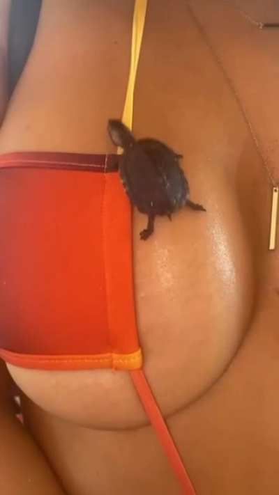 Lucky 🐢
