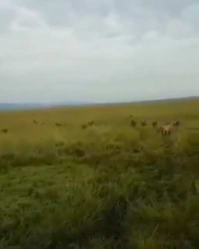 Lioness is attacked by Hyenas - Until the homies arrive to the party.